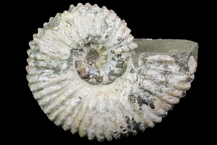 Bumpy Douvilleiceras (Tractor) Ammonite - Madagascar #68210